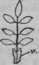 Feather compound leaf with seven leaflets and two stipules (st.).