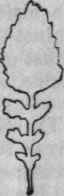 Feather segmented leaf, lyre shaped, with coarsely toothed margins