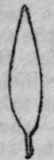 Lance shaped leaf.