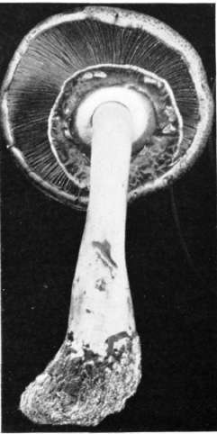 Agaricus Linn Psalliota 24
