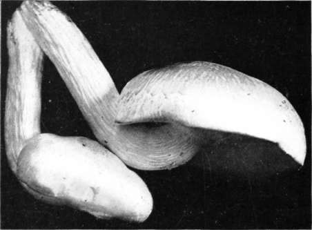 Figure 105. Pleurotus ulmarius