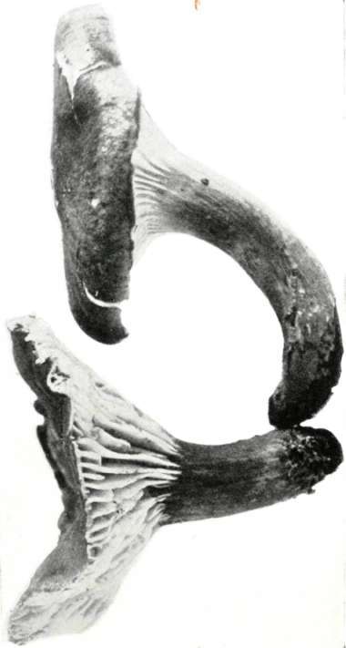Figure 117. Hygrophorus fuligineus