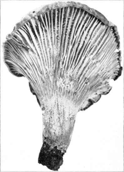 Figure 126   Cantharellus cibarius