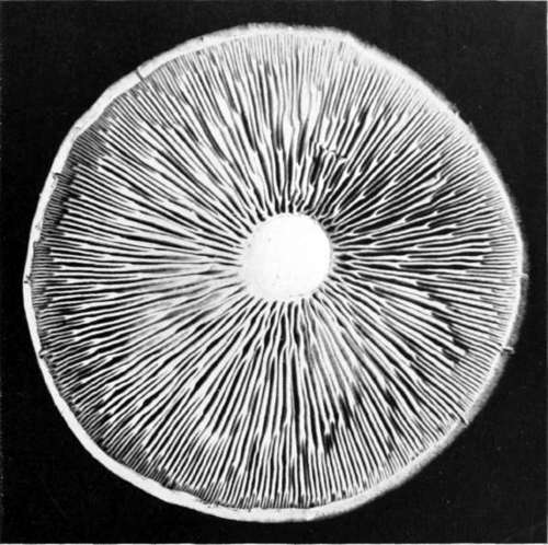 Figure 128. Cantharellus aurantiacus, under view, enlarged nearly twice, showing regularly forked gills