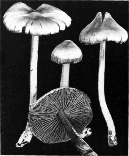 Figure 139. Entoloma jubatum