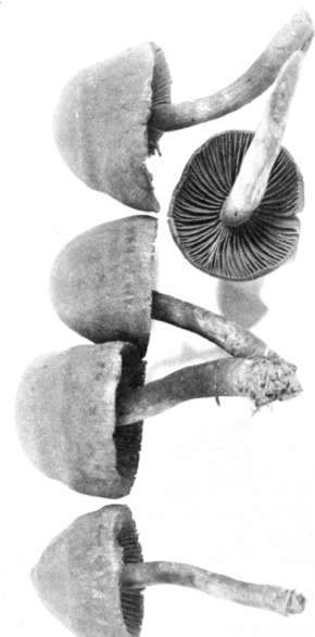 Figure 155. Cortinarius cinnamomeus var