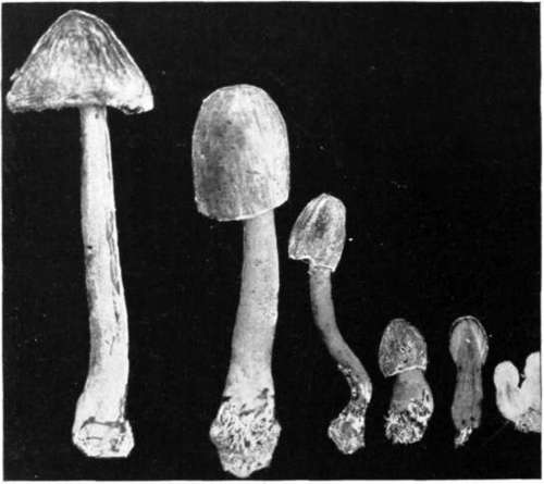 Figure 158. Bolbitius variicolor