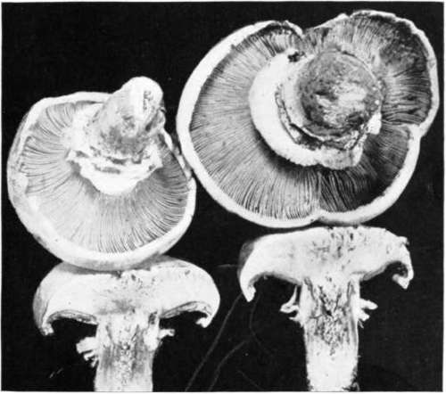Figure 17. Agaricus rodmani
