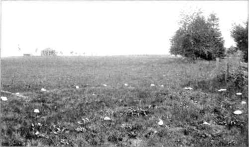 Figure 18. Agaricus arvensis, fairy ring