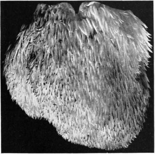 Figure 197. Hydnum erinaceus