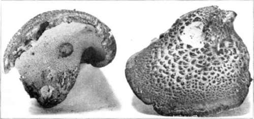 Figure 200. Hydnum imbricatum