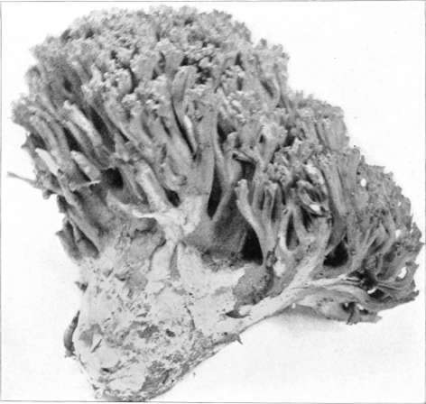 Figure 202. Clavaria botrytes