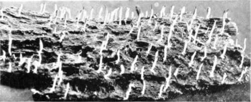 Figure 204. Clavaria mucida