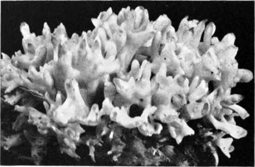 Figure 207. Tremella fuciformis