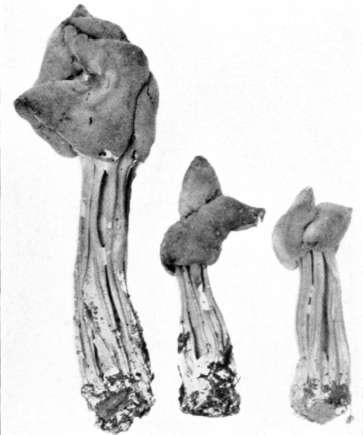 Figure 219. Helvella lacunosa (natural size)