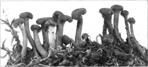 Figure 221. Leotia lubrica (natural size)