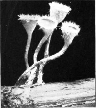 Figure 222. Sarcoscypha floccosa (natural size)