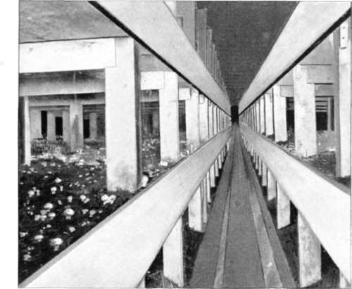 Figure 229. View in mushroom house (Wm