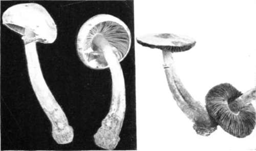 Figure 24. Agaricus comtulus (natural size, sometimes larger)