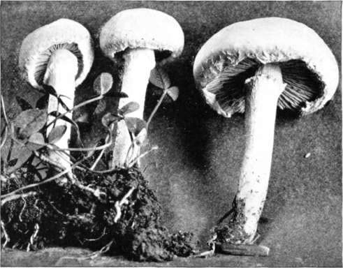 Figure 27. Hypholoma appendiculatum (natural size), showing appendiculate veil