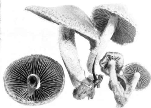 Figure 28. Hypholoma lacrymabundum (natural size)