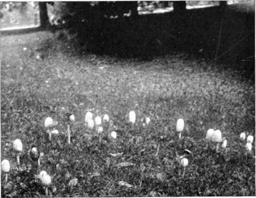 Figure 31. Coprinus comatus, shaggy mane, in lawn