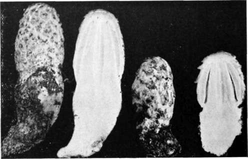 Figure 32. Coprinus comatus
