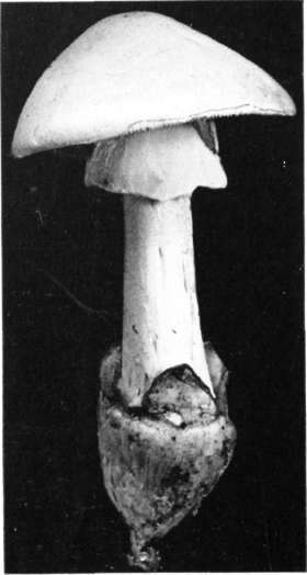 Figure 55. Amanita phalloides, white form, showing cap, stem, ring, and cuplike volva with a free, prominent limb (natural size)