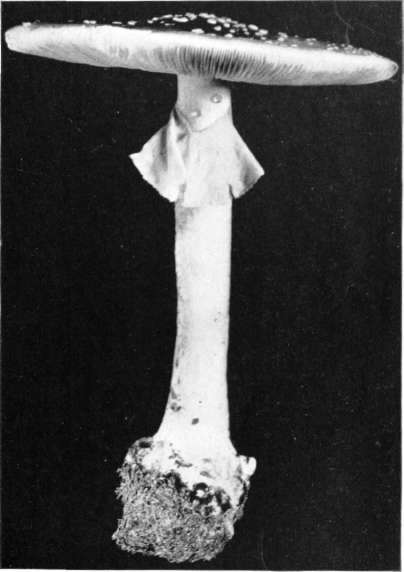 Figure 57. Amanita phalloides, volva circumscissile, cap scaly, limb of volva not prominent, cap dark, scales white (natural size)