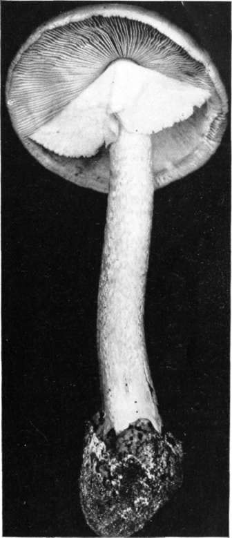 Figure 59. Amanita verna, white (natural size)