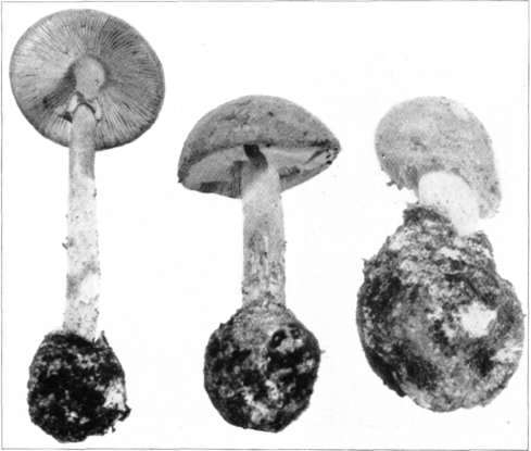 Figure 63. Amanita floccocephala (natural size)