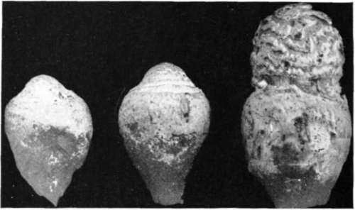Figure 65. Amanita velatipes