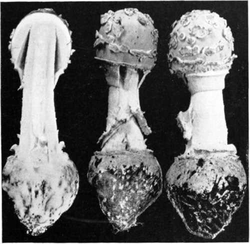 Figure 66. Amanita velatipes