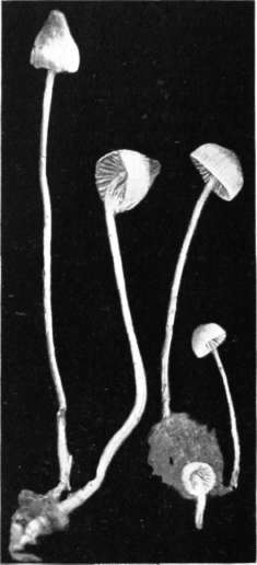 Figure 98. Mycena epipterygia