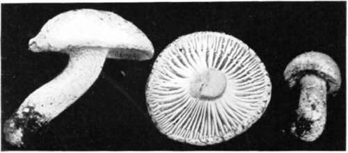 FlGure.115.