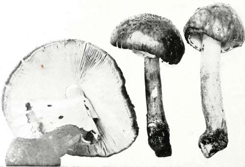 Plate 20, Figure 74