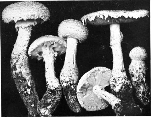 Plate 21, Figure 75