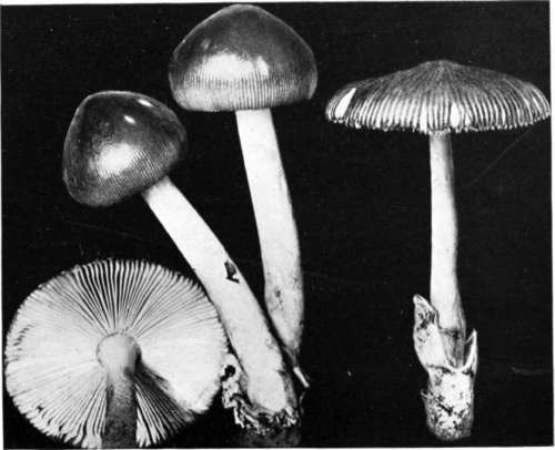 Plate 23, Figure 77