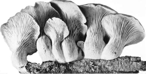 Plate 34, Figure 107