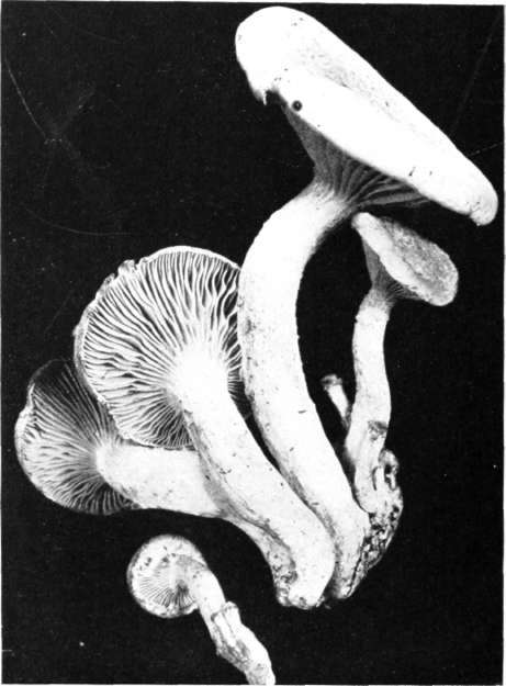 Plate 37, Figure 110