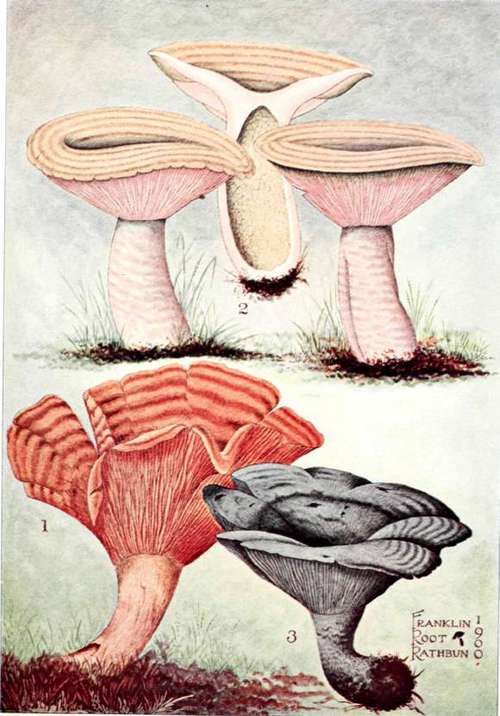 Plate 39. Fig. 1.