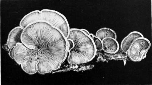 Plate 45, Figure 144