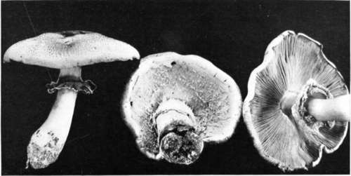 Plate 5, Figure 23
