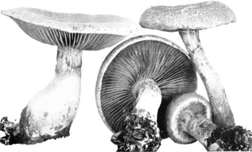 Plate 51, Figure 157.   Cortinarius ochroleucus. Colors same as in Figure 156, this represents older plants