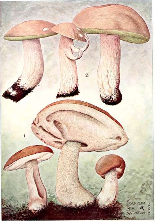 Plate 55. Fig. 1.