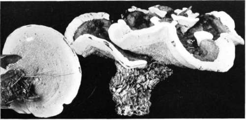 Plate 79, Figure 199