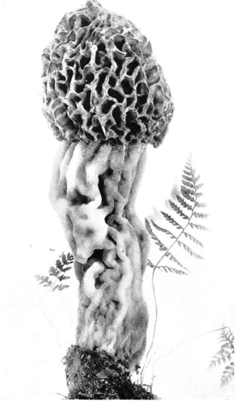 Plate 86, Figure 218. Morchella crassipes