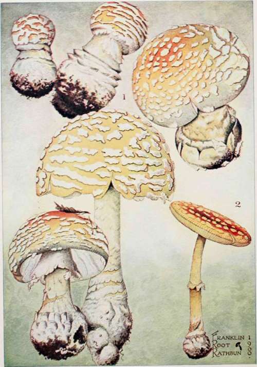 Plate I., Fig. 1. Amanita muscaria