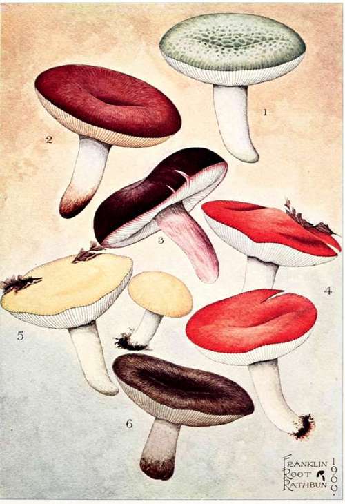 Russula virescens