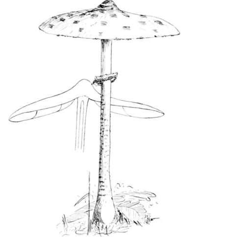 The Pileus 249